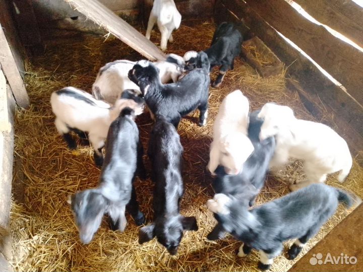 Нубийские козлята, камерунские козы