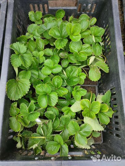 Клубника усы Элиане