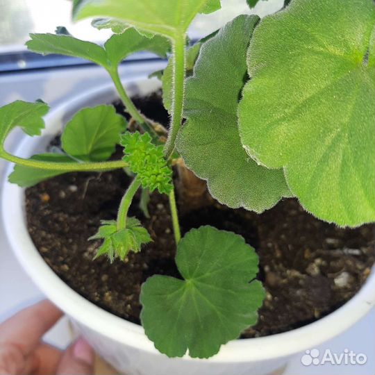 Герань пеларгония