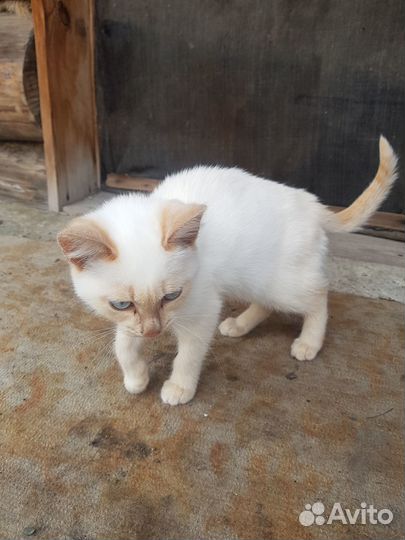 Отдам кошечку 3мес