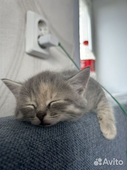 Кошечка дымчатая