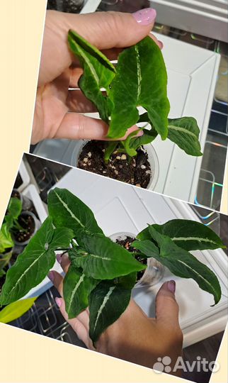 Сингониумы,эпипремнумы