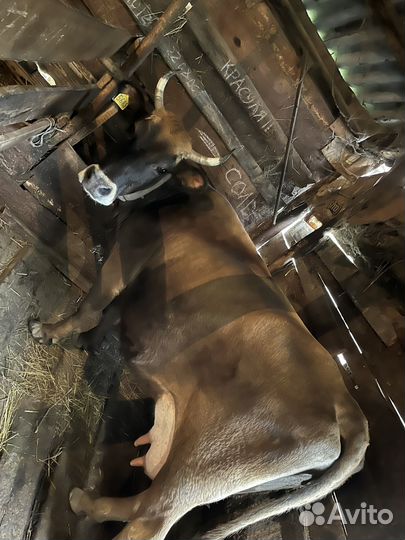 Коровы,быки