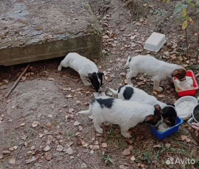 Щеночки в добрые ручки