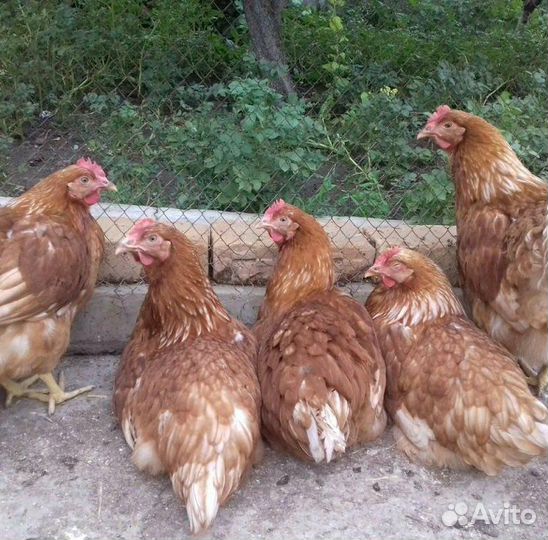 Куры несушки с доставкой