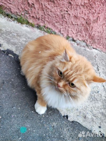 Кошка в добрые руки