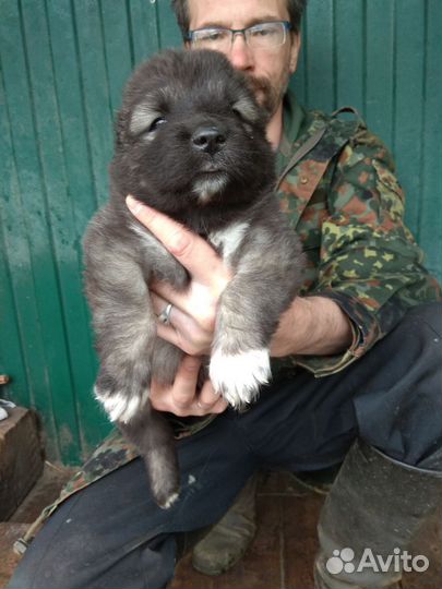 Мощные щенки Кавказской овчарки