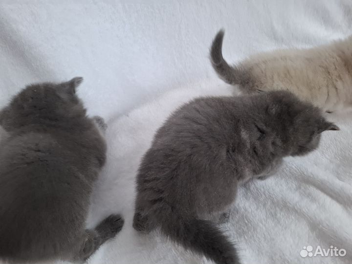 Британская