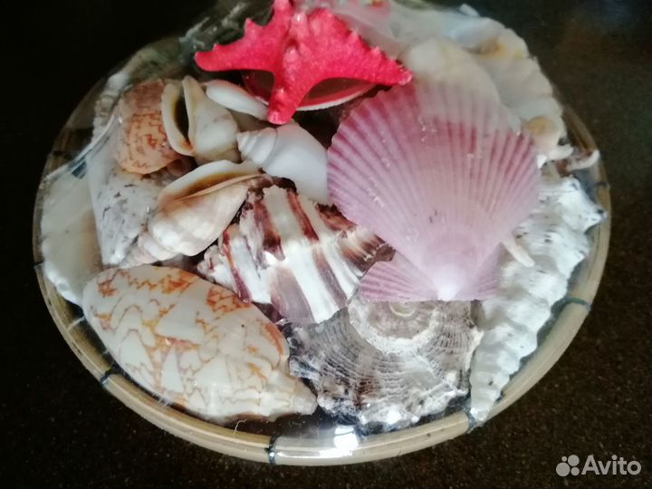 Морские ракушки раковины