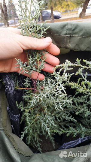 Саженцы декоративных растений