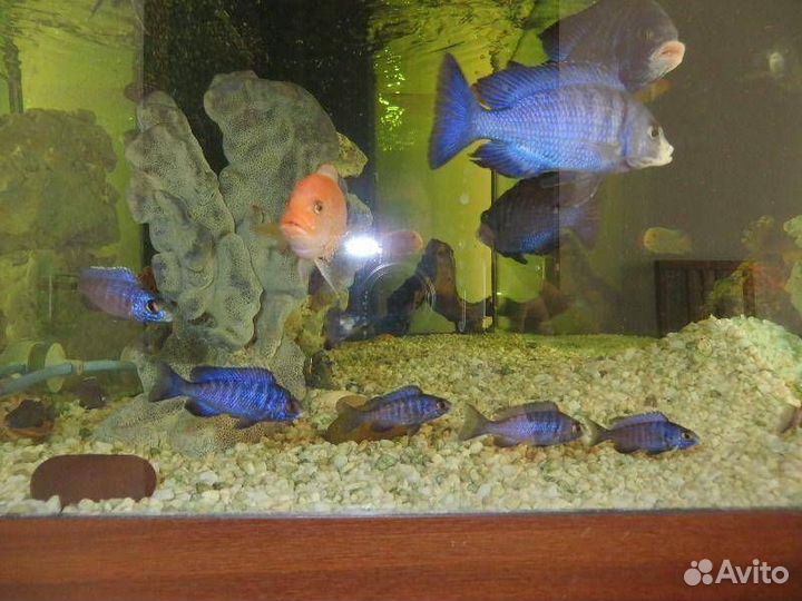 Аквариумные рыбки