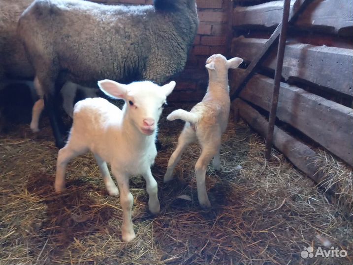 Овечки на племя - ярочки молочники
