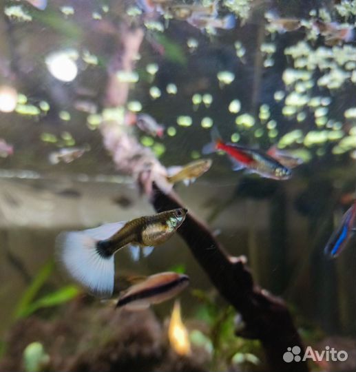 Гуппи Санта Клаус Чистая линия