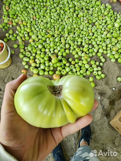 Помидоры зелёные опт