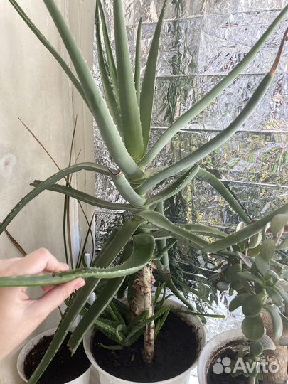 Продаю алоэ