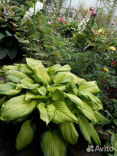 Хосты сортовые