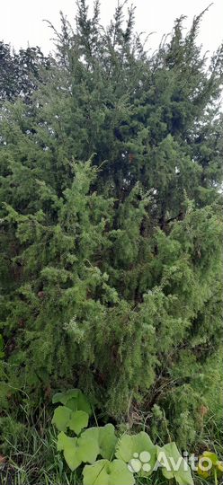 Саженцы можжевельника