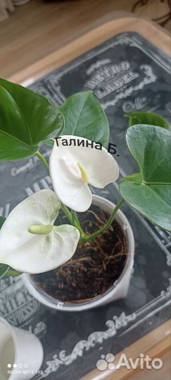 Антуриум Наморе бронь
