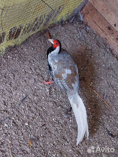 Фазаны и павлины