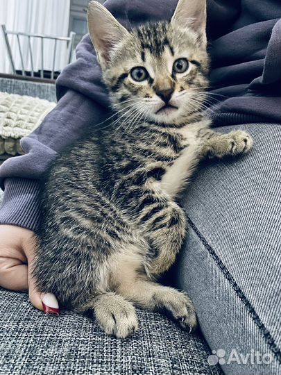 Котики 1,5 месяца