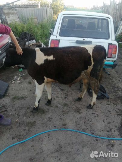 Бык 6 месяцев