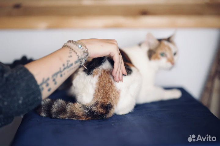 Трехцветная кошечка в дар