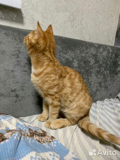 Отдам котёнка в добрые руки