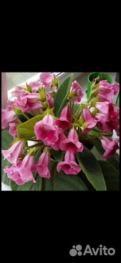 Глоксиния тидея