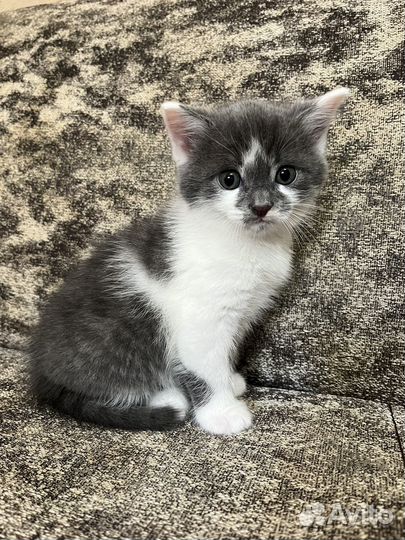 Котик от шотландской вислоухой