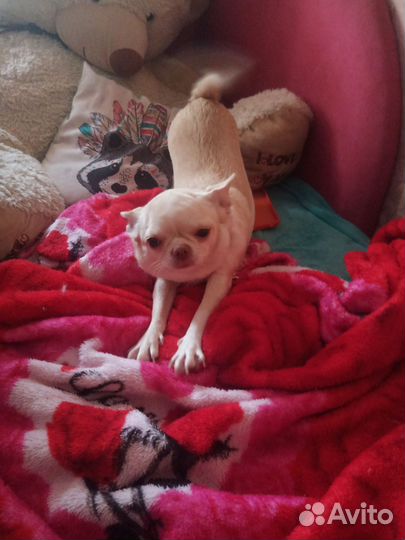 Вязка чихуахуа девочка