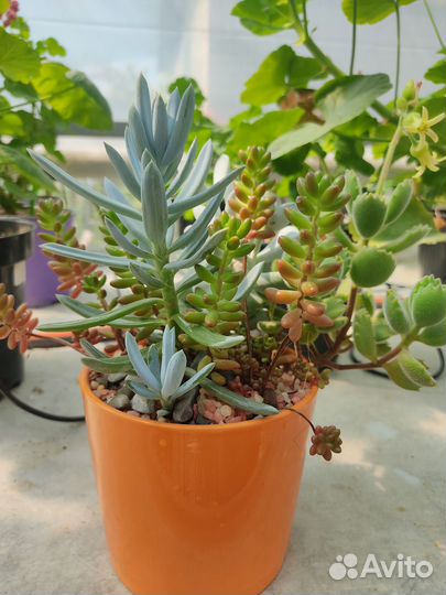 Кашпо с суккулентами