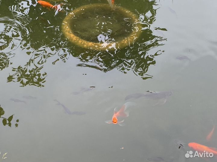 Рыба комета