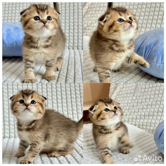 Шотландские котята