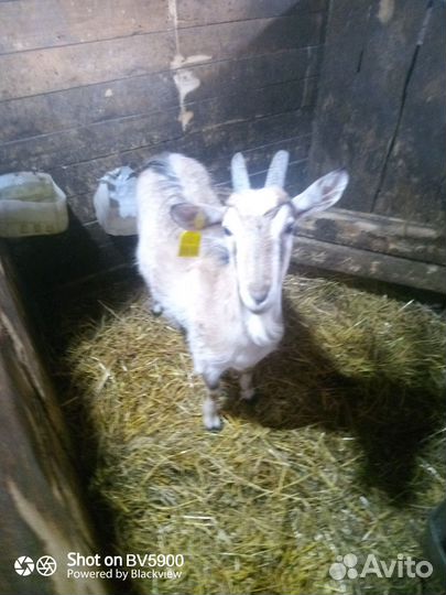 Коза на мясо