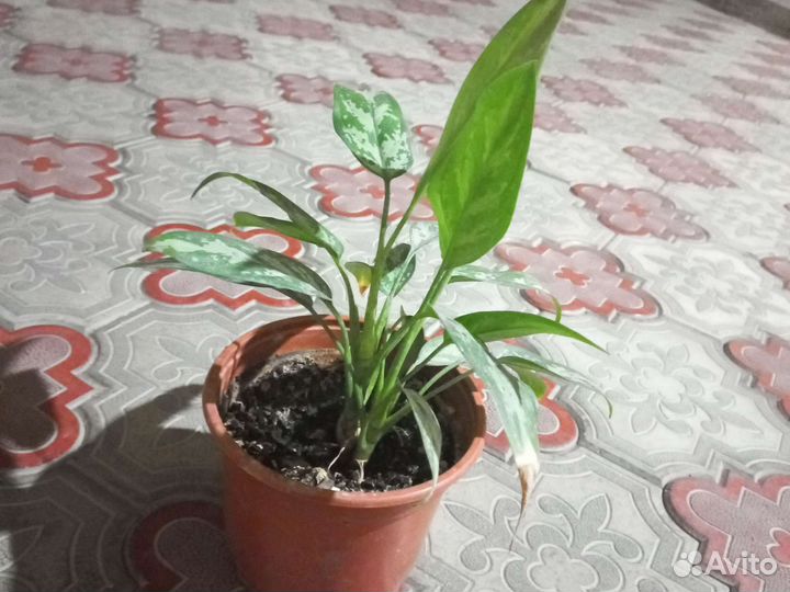 Спатифиллум