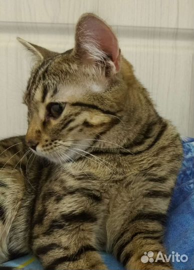 Котенок в добрые руки