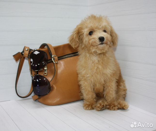 Той-пудель тикап супер мини девочка