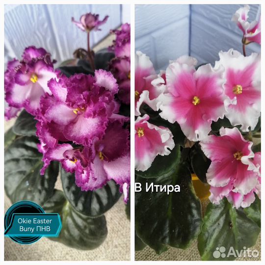 Детки сортовых фиалок