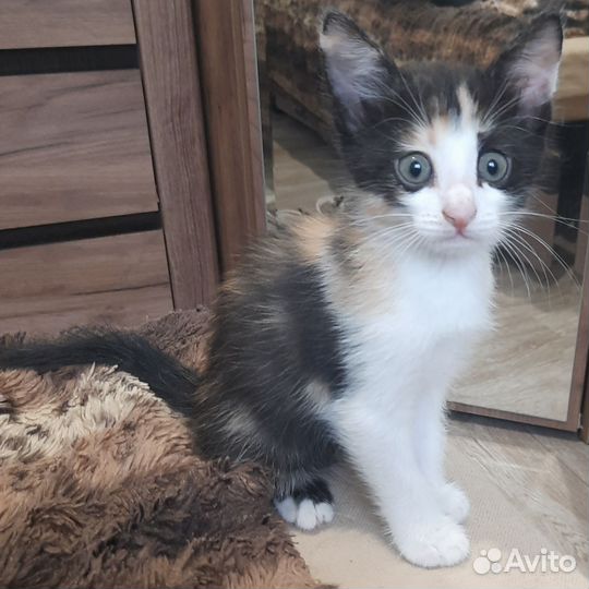 Котята в добрые руки приучены к лотку