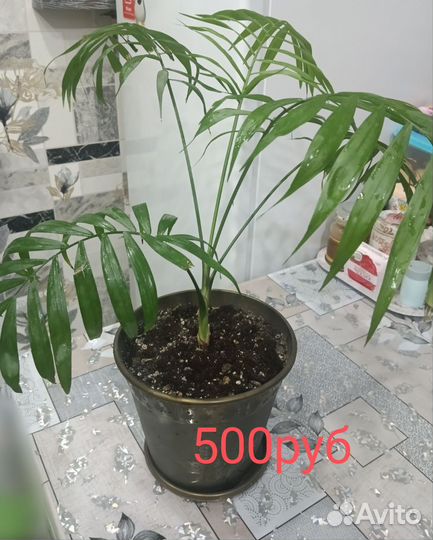 Комнатные растения цветы