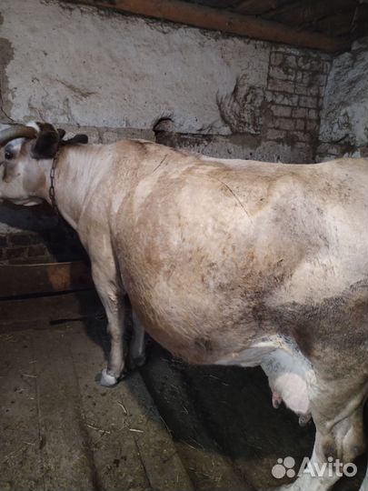 Телята, коровы