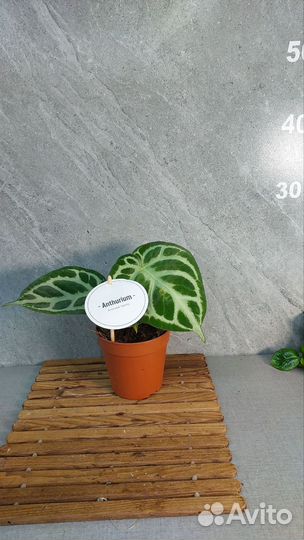 Антуриум сильвер блаш