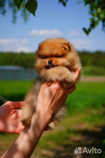 Померанский шпиц мини мишка