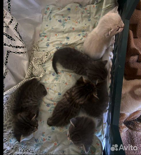 Котята в добрые руки