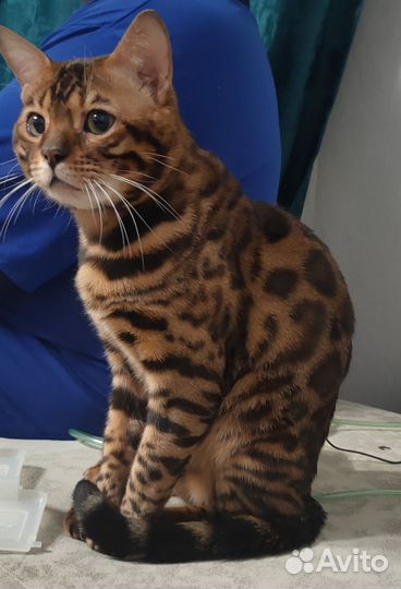Бенгальский кот, вязка
