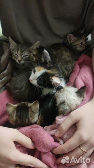 Котята в добрые руки
