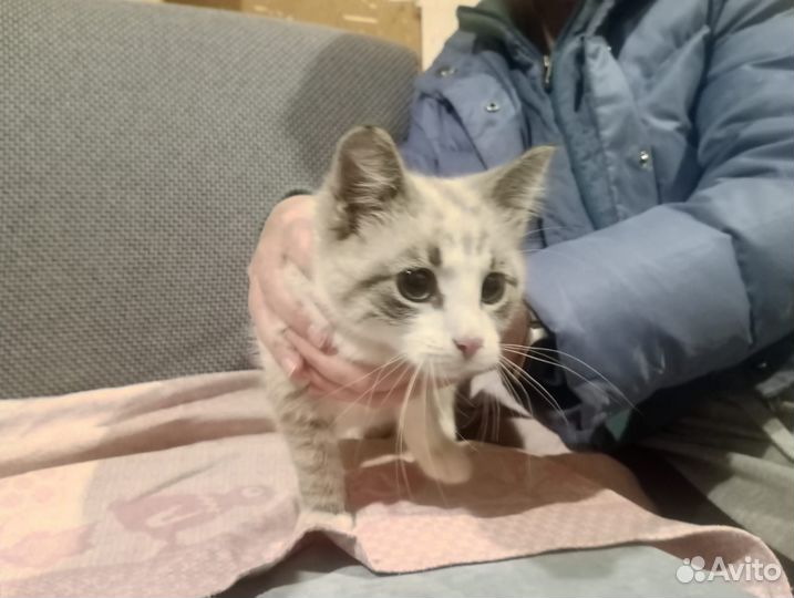 Котенок в добрые руки