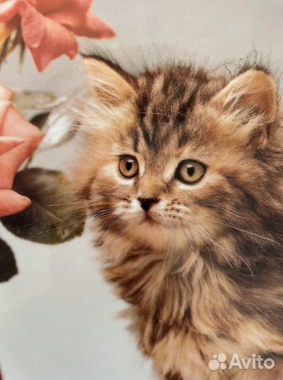 Royal Albert,фарфоровые тарелки,Англия