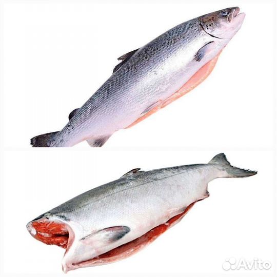 Рыба свежемороженый. Нерка и лосось