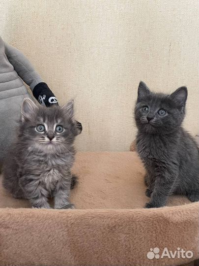 Котики в добрые руки